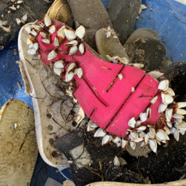 Shows covered in barnacles